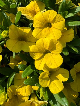 Calipetite® Yellow