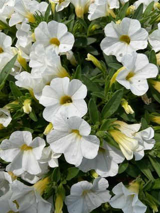 Calipetite® White