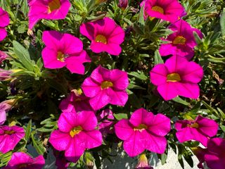 Calipetite® Rose
