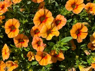 Calipetite® Orange Sunset