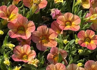 Calipetite® Apricot Dream