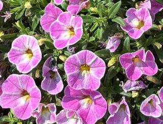 Calipetite® Pink Splash