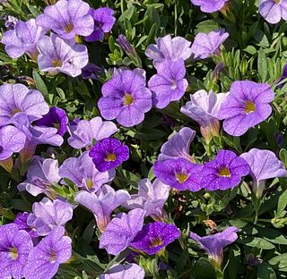 Jambo® Purple Sky