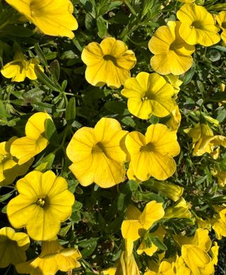 Jambo® Yellow