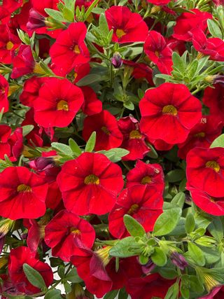 Jambo® Red
