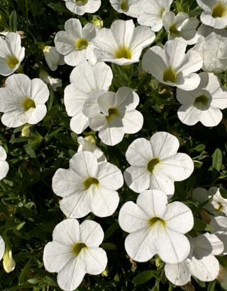 Jambo® White