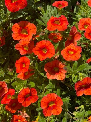 Jambo® Orange