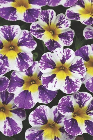 JAMBO® GRAPE IMP - Il faggio