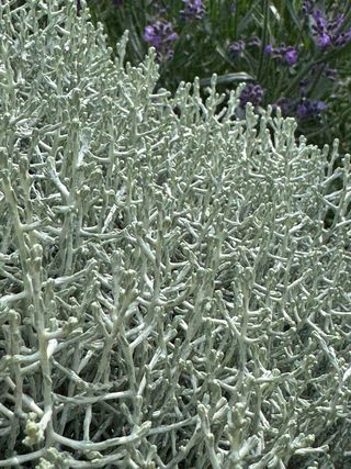 SILVER KING - Garden La Fiorita di Dalla Nora Alice