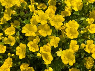Mecardonia hybrids