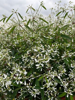 Euphorbia hypericifolia
