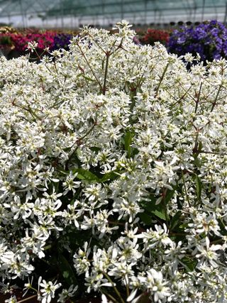 Euphorbia Euforia Double Compact