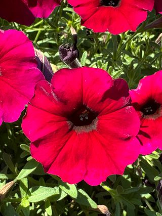 Petunia x calibrachoa hybrida