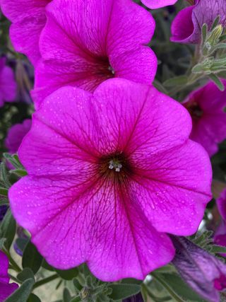 Beautical Purple Dawn
