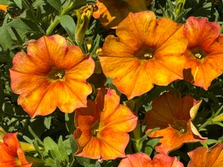 Beautical Sunset Orange