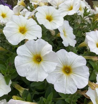 Beautical Pearl White