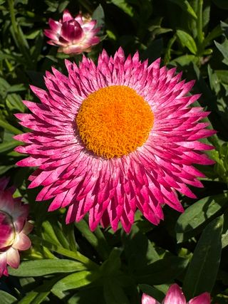 Granvia Pink Flame