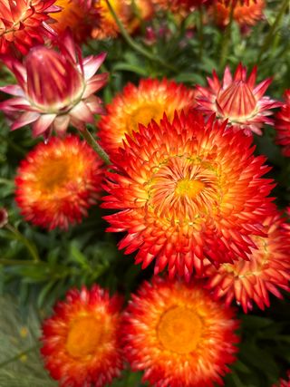 Granvia Red Orange Flame
