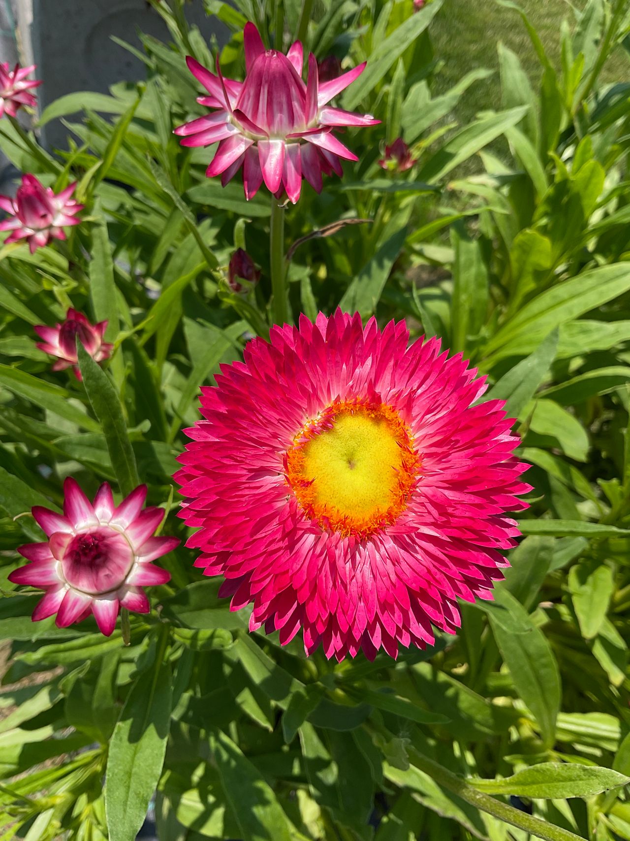 Xerochrysum bracteatum, foto 1