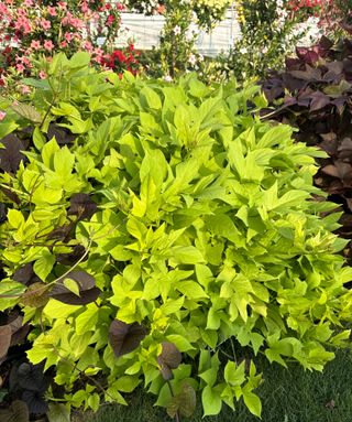Ipomea Sunpuma Compact Lime