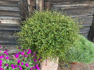 Muehlenbeckia complexa