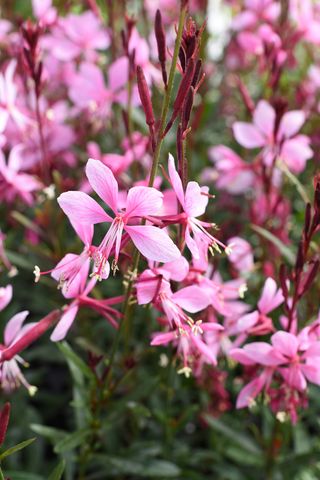 GAURA COMPACT PINK - Garden La Fiorita di Dalla Nora Alice
