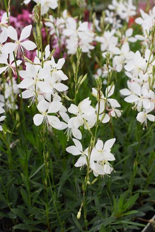 Gaura Compact White