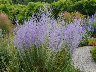Perovskia atriplicifolia