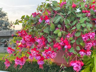 Fuchsia hybrida