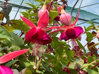 Fuchsia Pendula Marinka