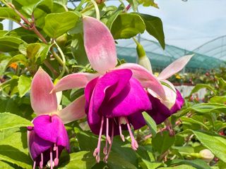 Fuchsia Pendula Pink Ballet Girl