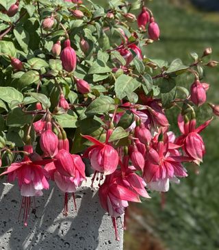 Fuxia El Camino