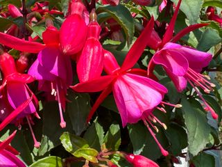 Fuxia Tyrol