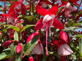Tinklebell® Red White - Jollies Menton