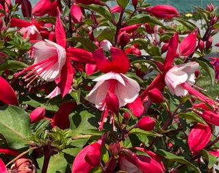 Tinklebell® Jollies Narbonne Red White