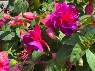 Tinklebell® Lollies Miraval Rose Lilac