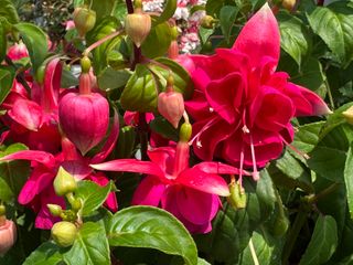 Tinklebell® Jollies La Grande Corse