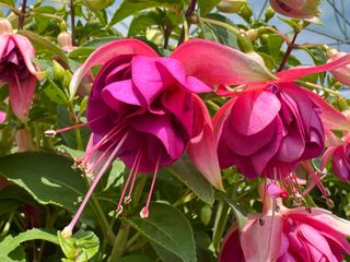 Tinklebell® Jollies La Grande Provence