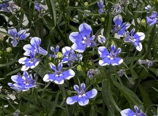 Lobelia x speciosa