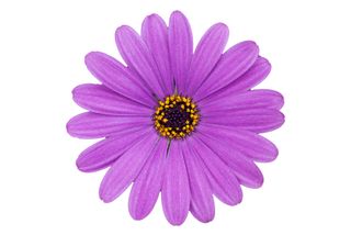 Cape Daisy Lavender Blue