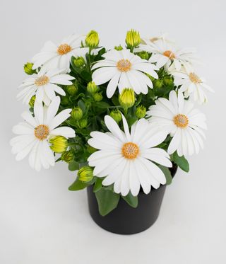Cape Daisy Ivory Imp