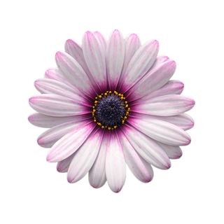 Osteospermum hybrids