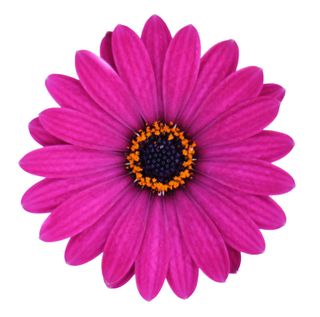 Cape Daisy Violet
