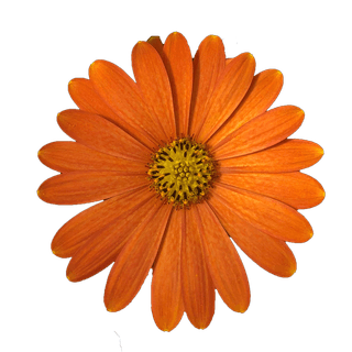 Daisyree Orange