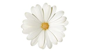 Daisyree Cream
