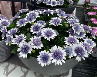 Double Daisyree Silver Blue