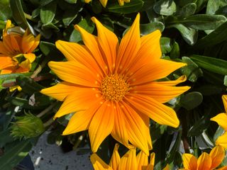 Gazania hybrids