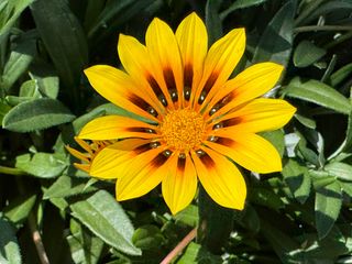 Magic Yellow