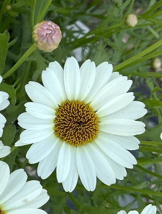 Grandaisy Ivory