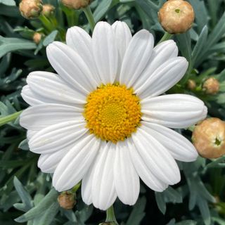 Argyranthemum frutescens